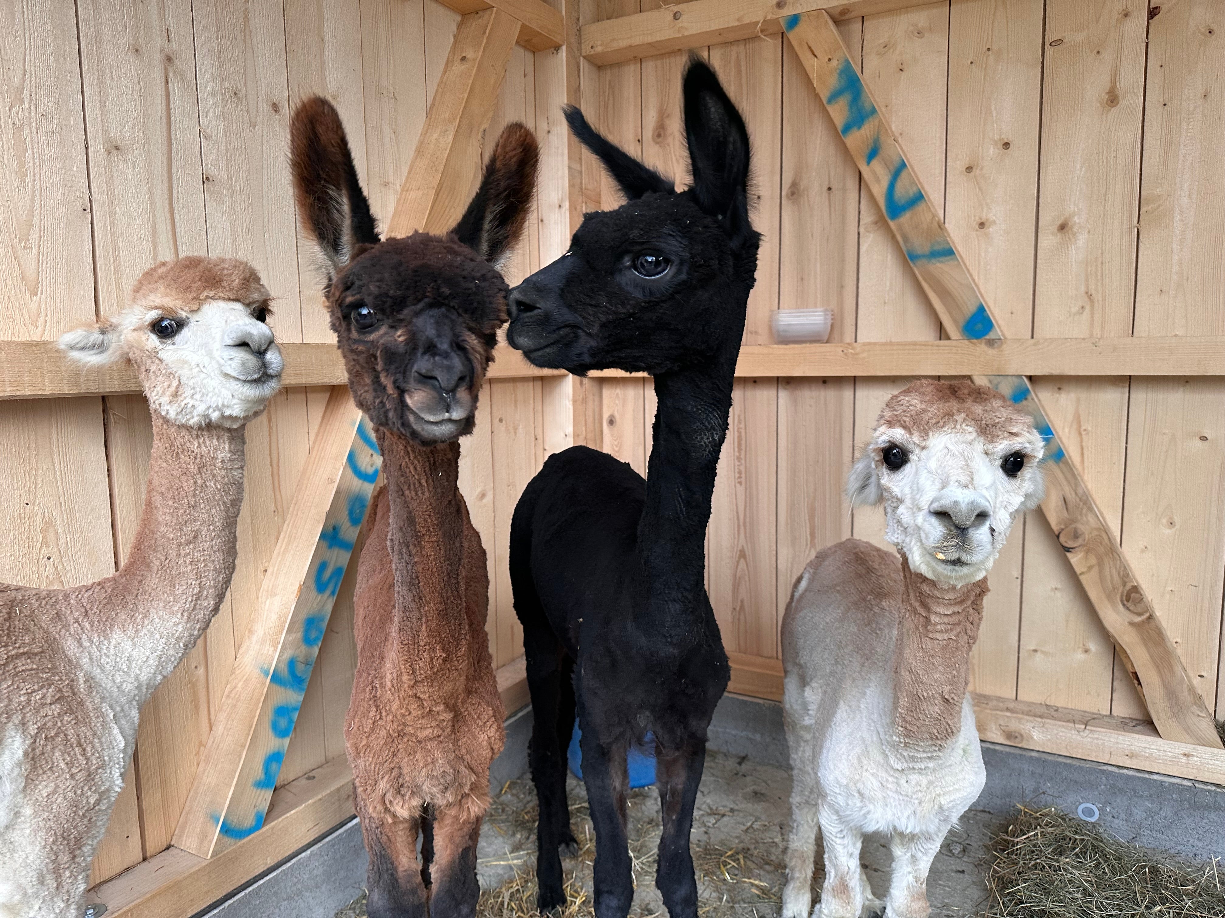 Alpaka Seife - "Kaffee-Peeling" von Selma, Merle, Lissy und Wolli