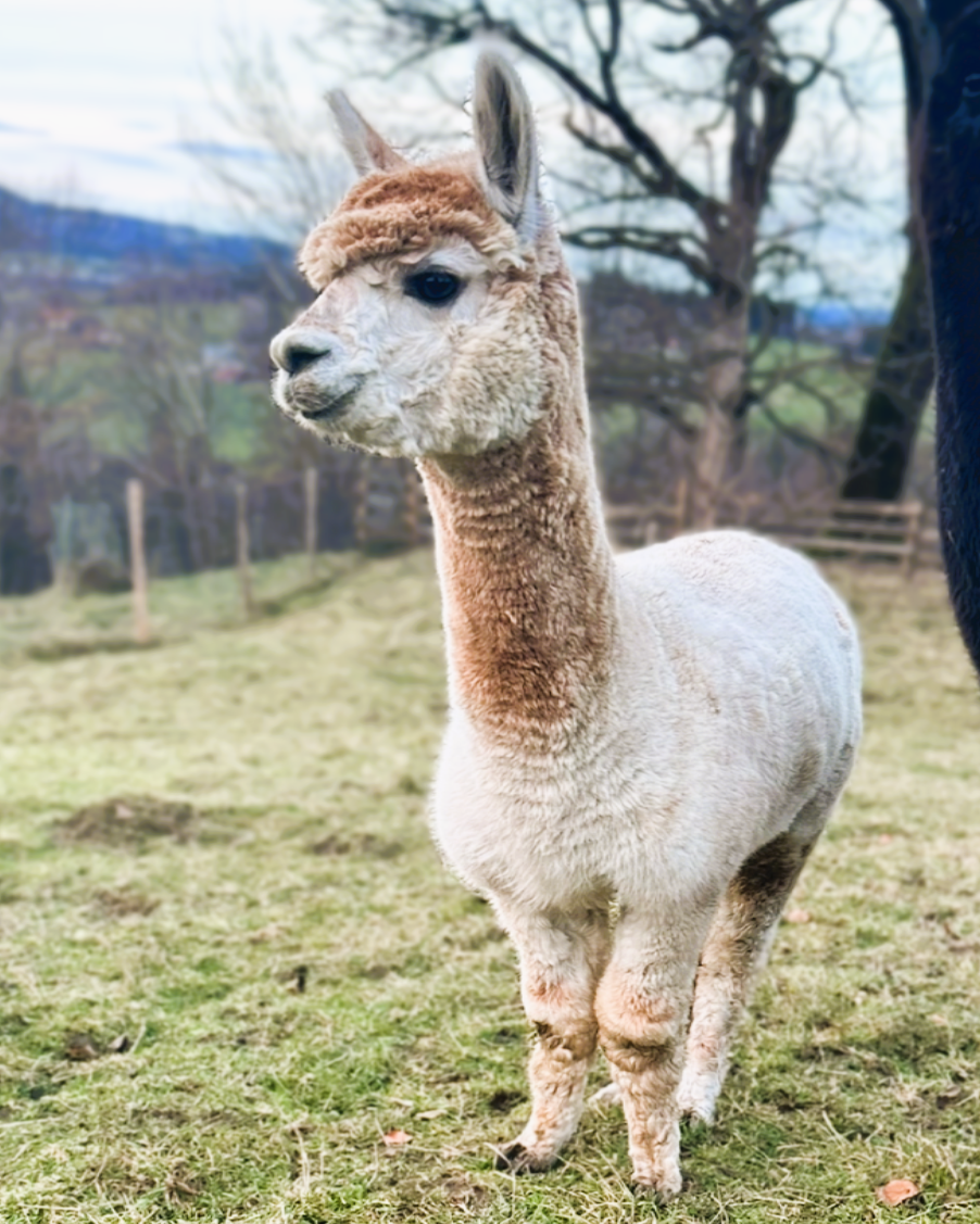 🦙 Edelrost Alpaka „Lissy“ – Gartendeko aus Metall (groß/45 cm)