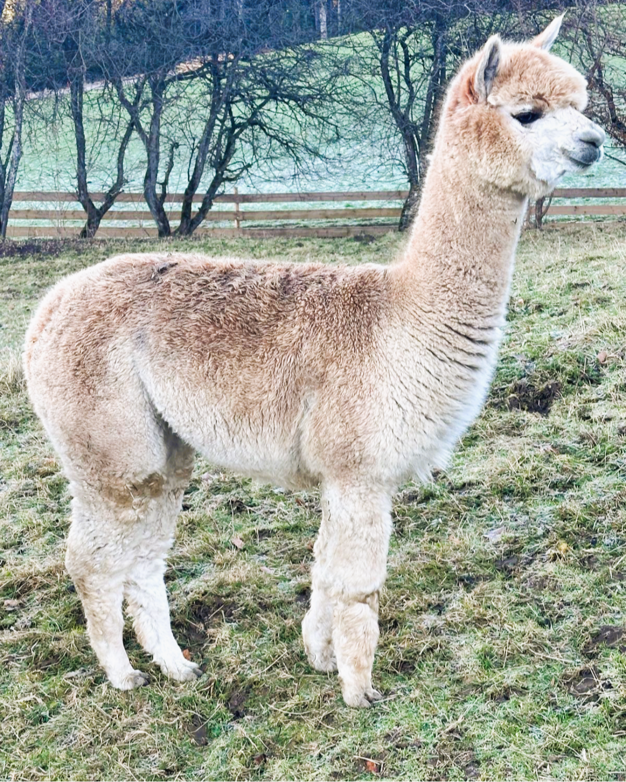 🦙 Edelrost Alpaka „Selma“ – Gartendeko aus Metall (klein/30 cm)