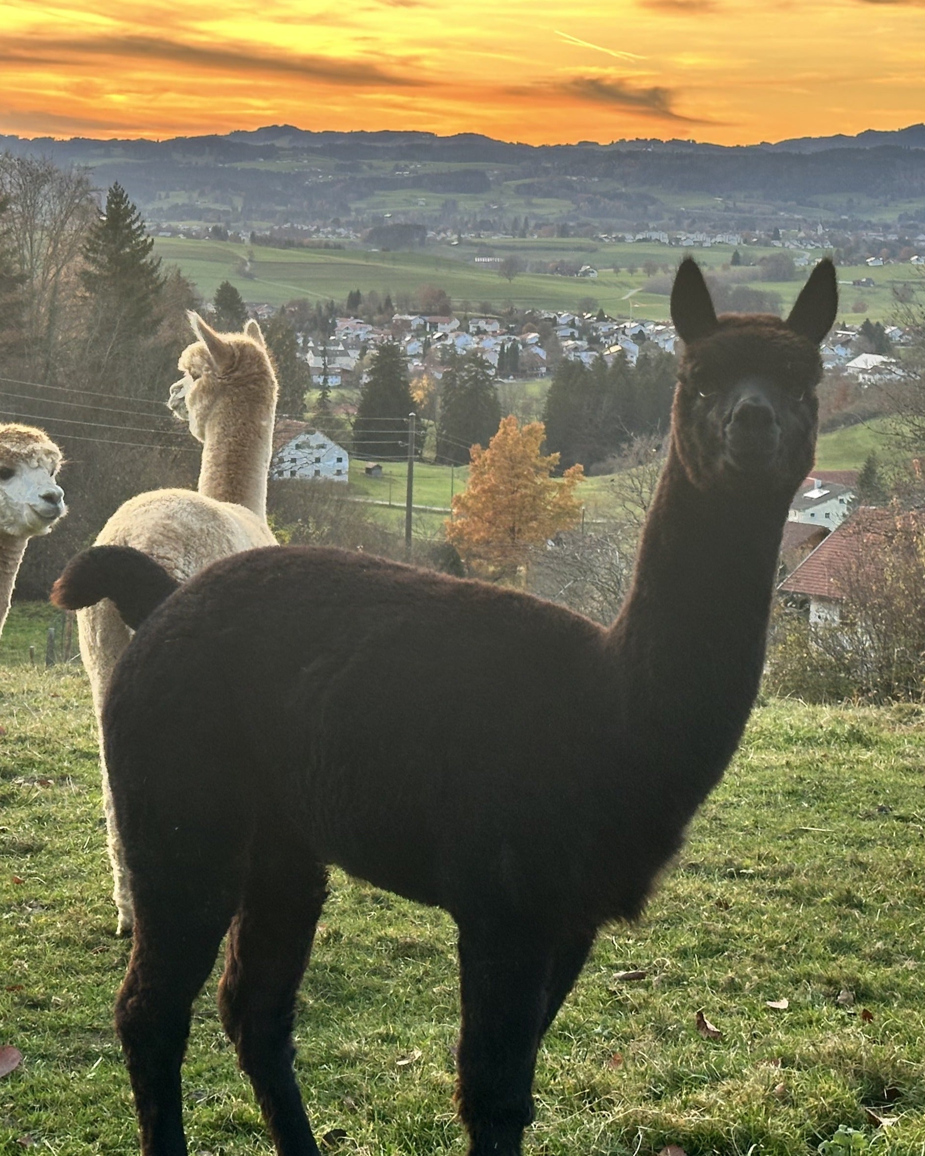 🦙 Edelrost Alpaka „Merle“ – Gartendeko aus Metall (groß/45 cm)